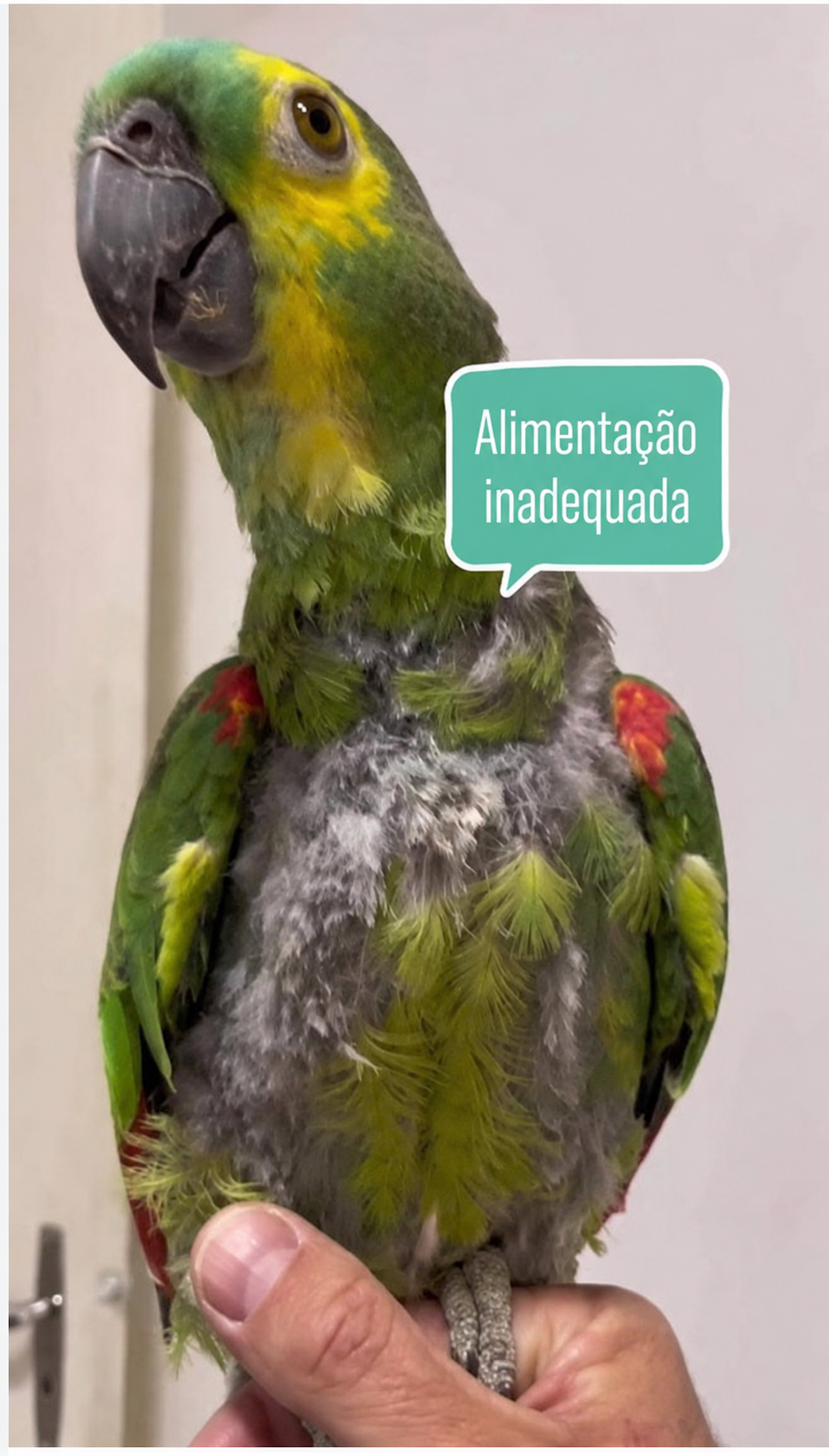 Paciente da Mako